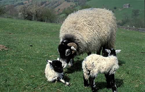 Farm Images
